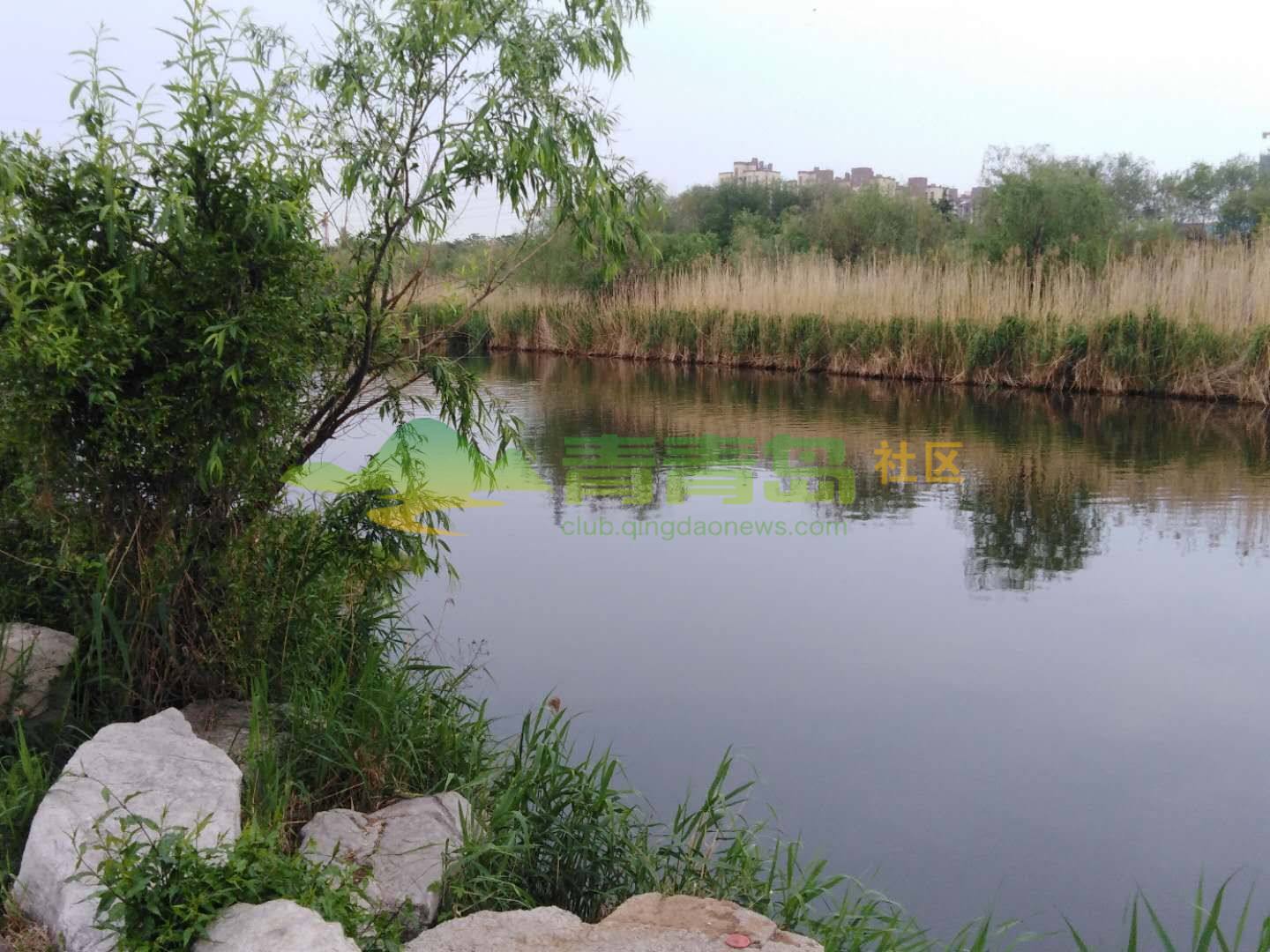 清晨的云溪河风景区景色秀丽可餐绿色养眼犹似一副水墨画!