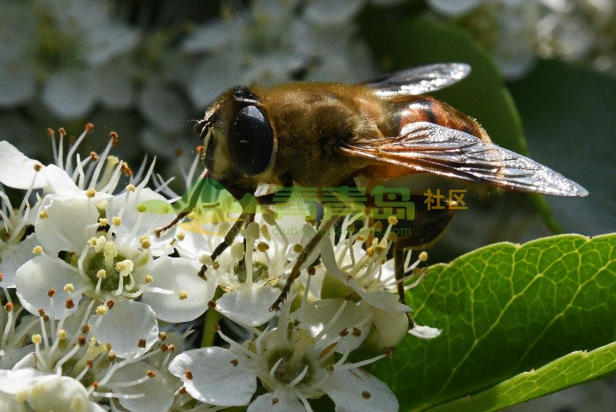 蜂蝇