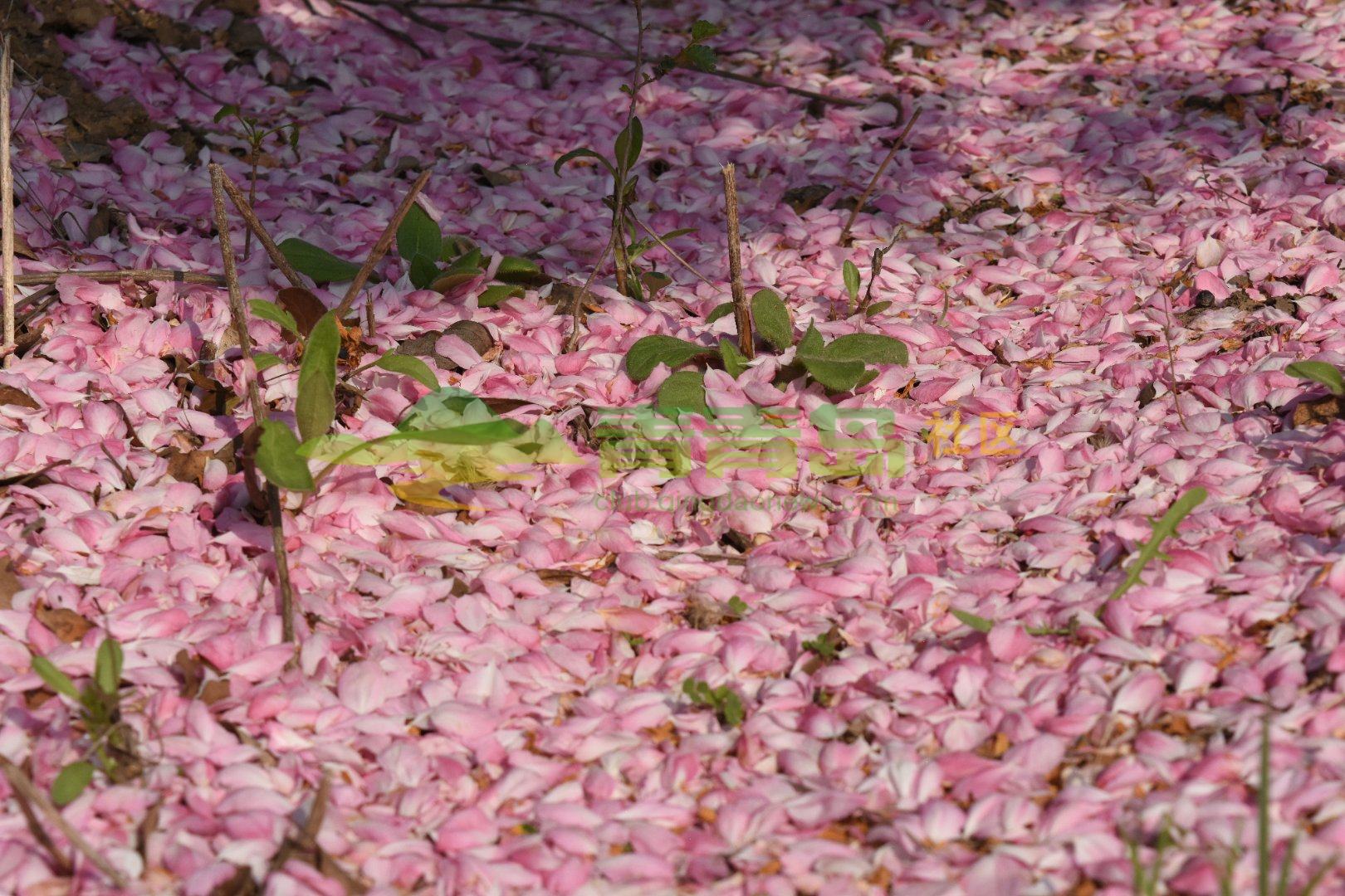 垂丝海棠花落似雪