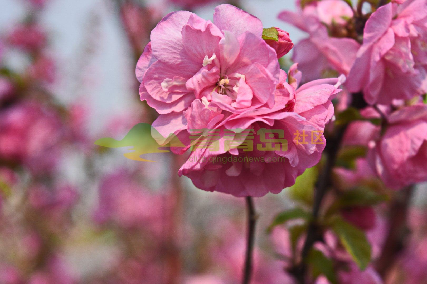 榆叶梅花开 盛开四月争春景,粉色鲜新醉暖风. 瓣瓣梅花榆叶上