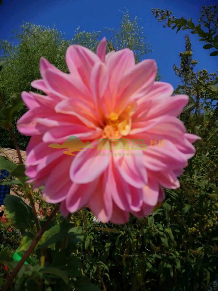 秋 从来不语 却丰收了世界 花 从来不言 却芬芳了人间 真诚