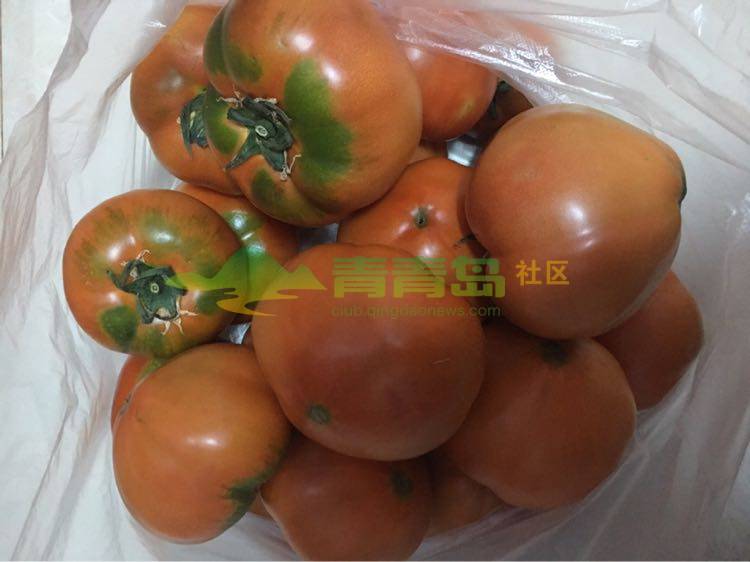 采摘的夏庄杠六九西红柿